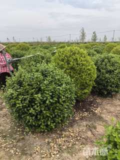 冠幅150厘米金叶女贞球