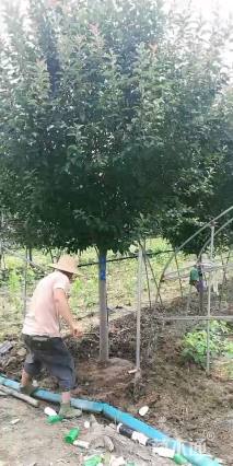 15公分冬红海棠