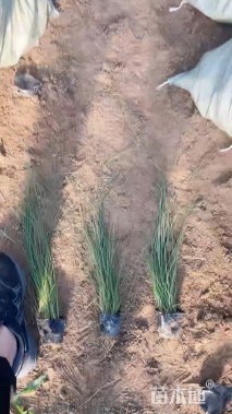 高度60厘米细叶芒