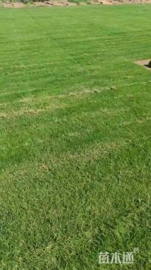 草块状百慕大草