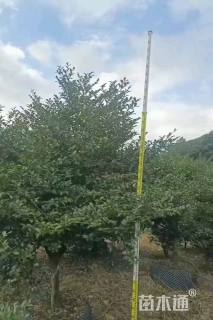 高度280厘米茶梅