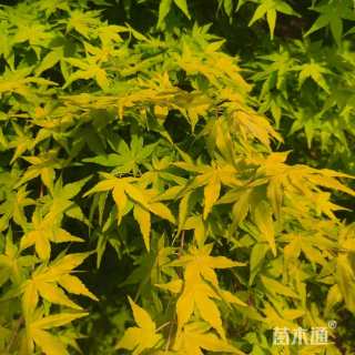 10公分黄金枫