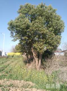 12公分(3杆)丛生香樟