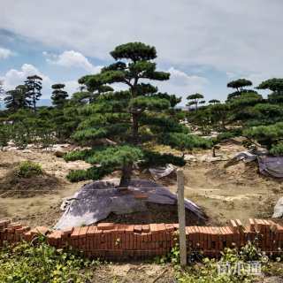 15公分造型五针松