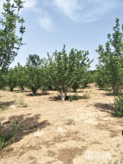 高度800厘米丛生白蜡