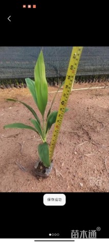 高度20厘米朱蕉