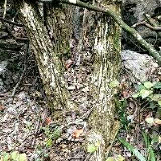 高度600厘米黄杨