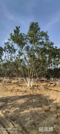 高度900厘米丛生五角枫