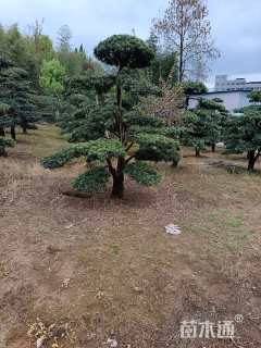 原生苗造型罗汉松