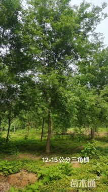 12公分三角枫