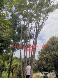 88公分丛生朴树