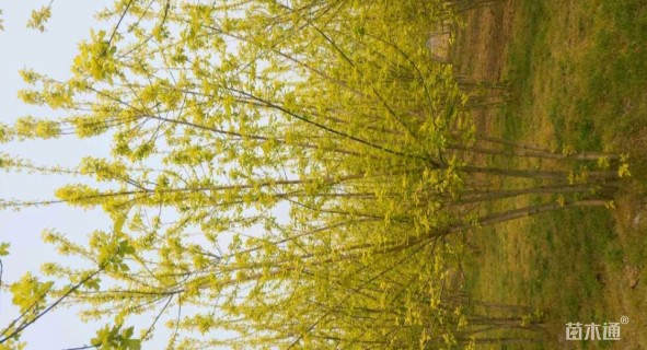 4公分金叶复叶槭