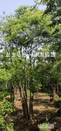 50公分丛生乌桕