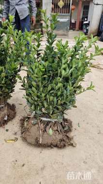 高度50厘米大叶黄杨