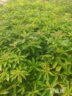 高度140厘米木荷小苗