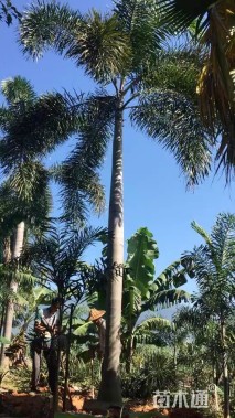 裸干高500厘米狐尾椰