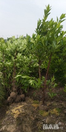 高度150厘米青珊瑚