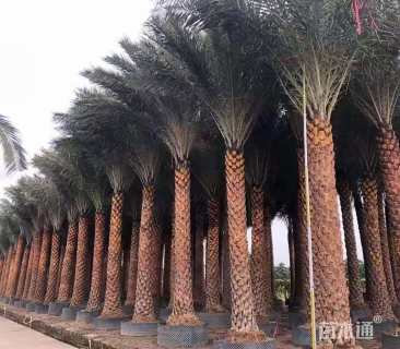 裸干高200厘米海枣