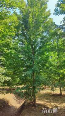 22公分嫁接银杏