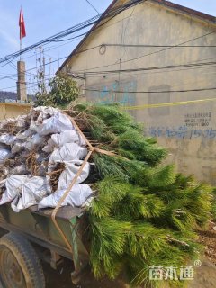 高度100厘米侧柏