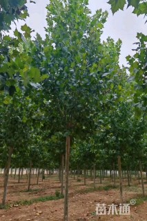 14公分速生法桐