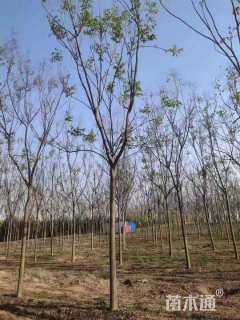 15公分栾树