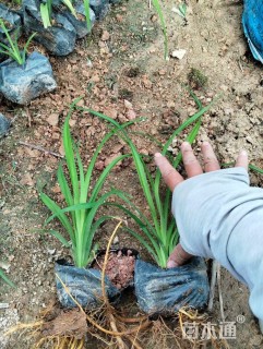 高度15厘米大花萱草