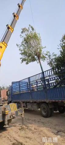 15公分速生白蜡