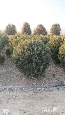 冠幅120厘米冬青球