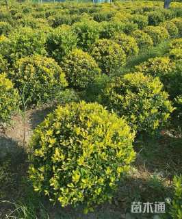 高度60厘米黄金枸骨