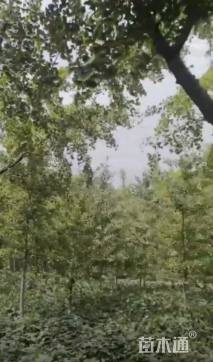 18公分嫁接银杏