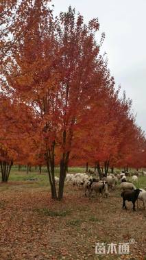 高度600厘米丛生美国红枫