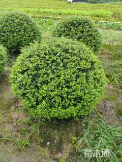 冠幅100厘米龟甲冬青球