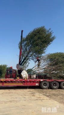 高度700厘米丛生五角枫