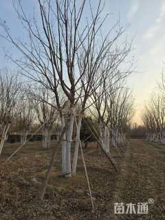 高度500厘米丛生五角枫