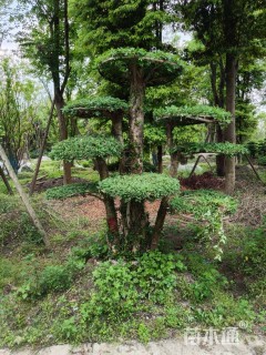 12公分造型对节白蜡