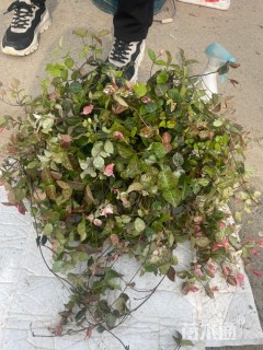 50厘米花叶络石