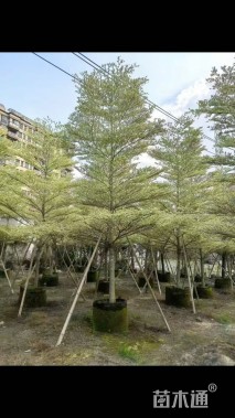 15公分锦叶榄仁