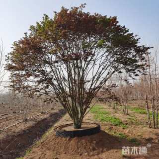 14公分中国红枫