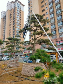 30公分造型黑松