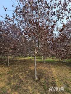 14公分紫叶稠李