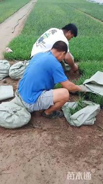 高度20厘米麦冬