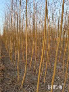18公分黄金柳
