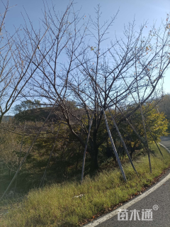 33公分东京樱花