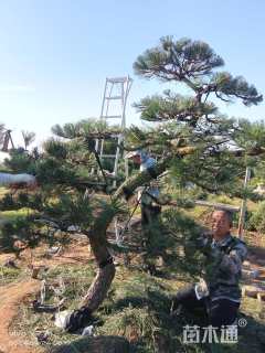 15公分造型黑松