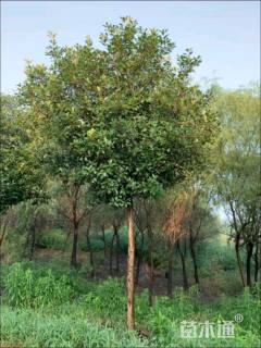 8公分高杆红叶石楠