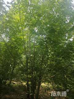 高度700厘米丛生白蜡