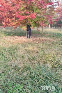 23公分美国红枫