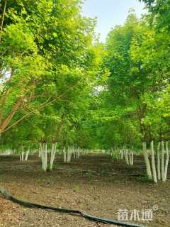 高度600厘米丛生五角枫