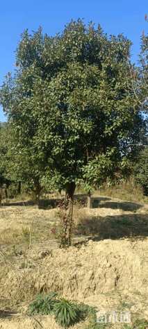 22公分红叶石楠